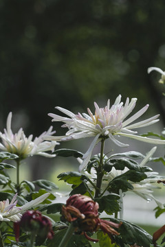 雨后水珠菊花