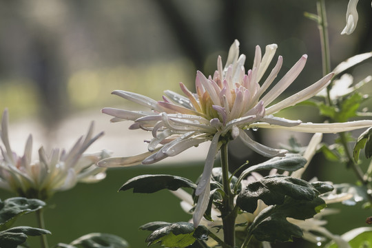 菊花水珠