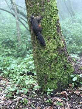 张家界天门山松鼠