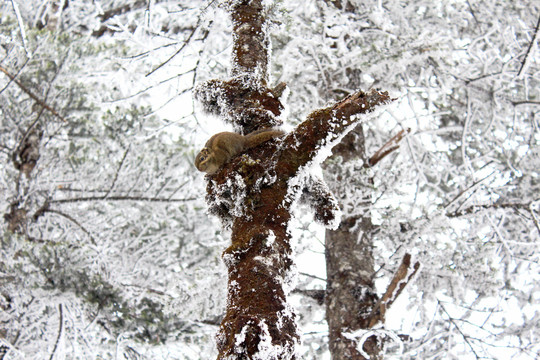 西岭雪山上的松鼠