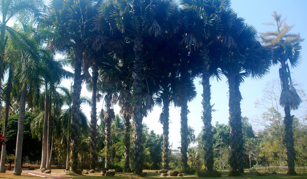 南国风光棕榈椰林