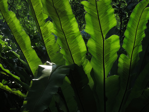 植物叶子