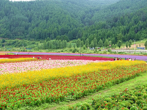 花海