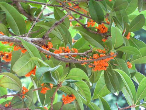 中秋桂花