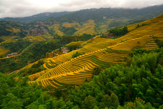 大山梯田