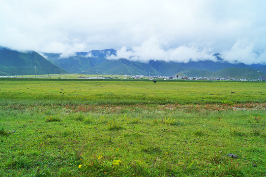 香格里拉大草原