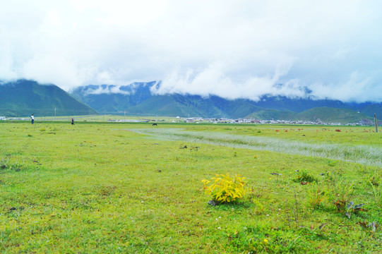 香格里拉纳帕海草原