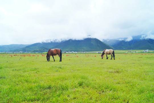 香格里拉纳帕海草原