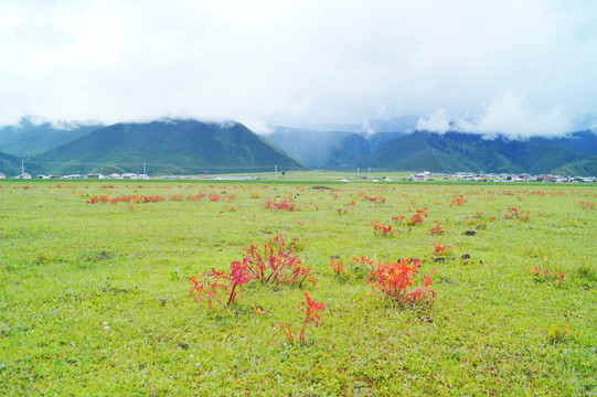 香格里拉大草原