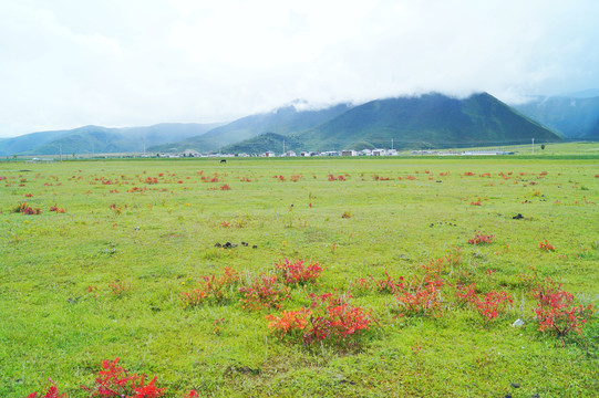 香格里拉大草原