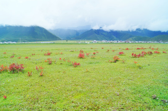 香格里拉大草原