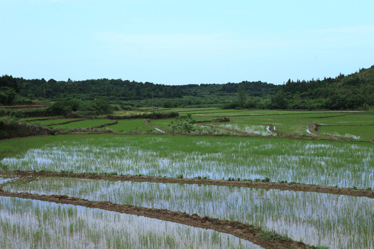 春种的稻田