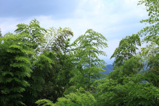 竹林