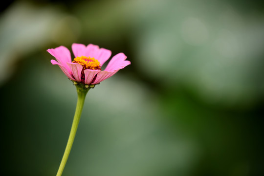 百日菊