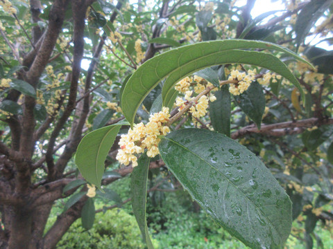 雨中桂花