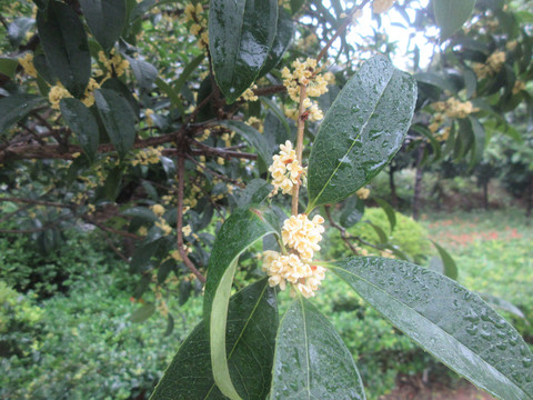 雨中盛开的桂花