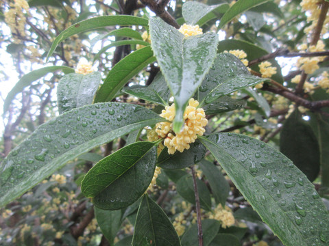 雨中盛开的桂花