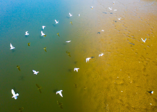 河边海鸥