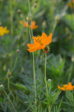 格桑花特写