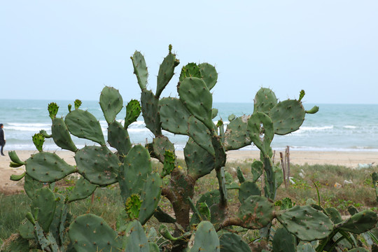 野生仙人掌