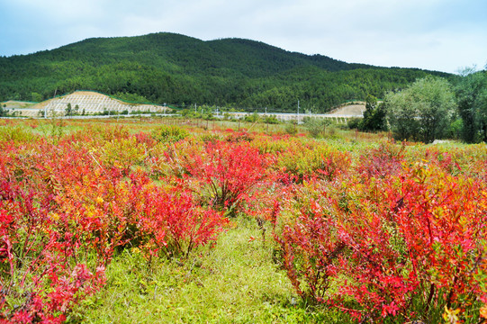 香格里拉狼毒花香格里拉狼毒花