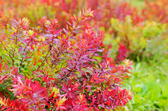 香格里拉狼毒花