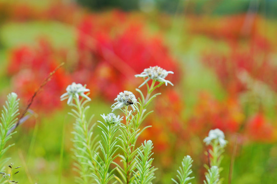 香格里拉狼毒花