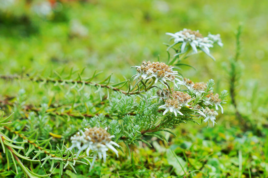 香格里拉狼毒花