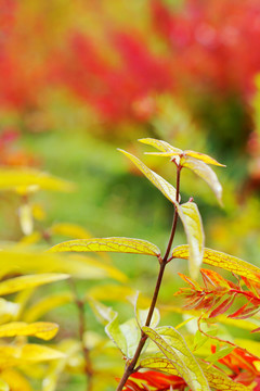 香格里拉狼毒花