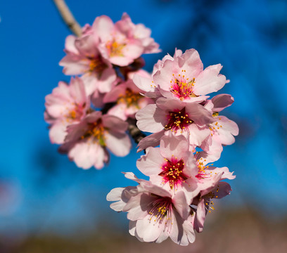 东京樱花