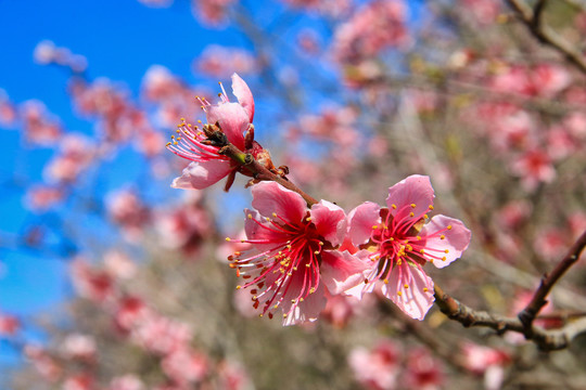 东京樱花