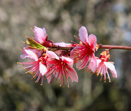 东京樱花