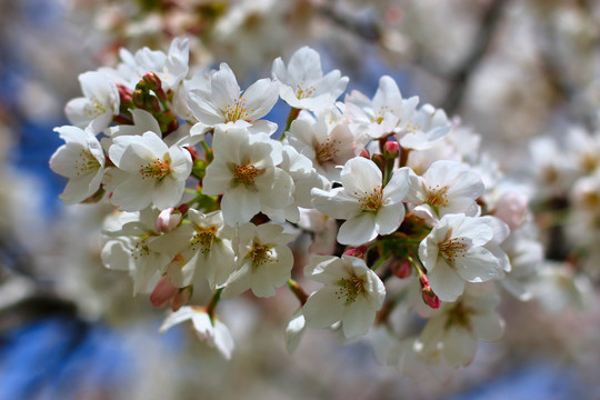 东京樱花