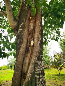 树干蘑菇