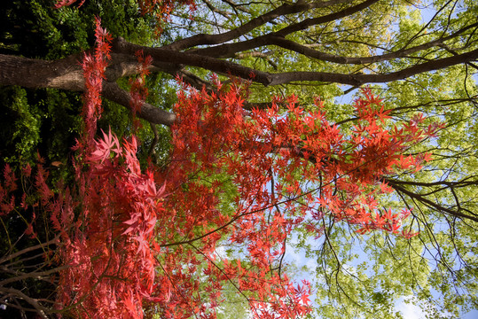 午后阳光照射的红枫树叶