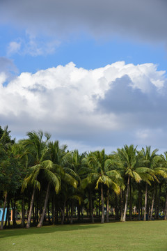 海南海口热带棕榈树风光