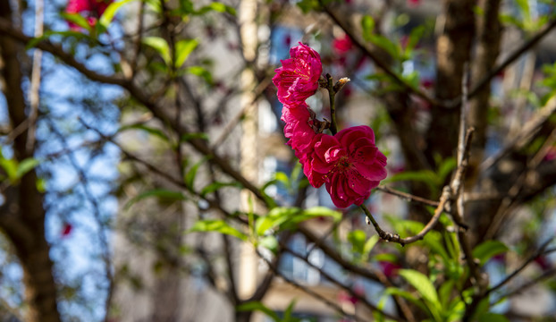 小区里的桃花