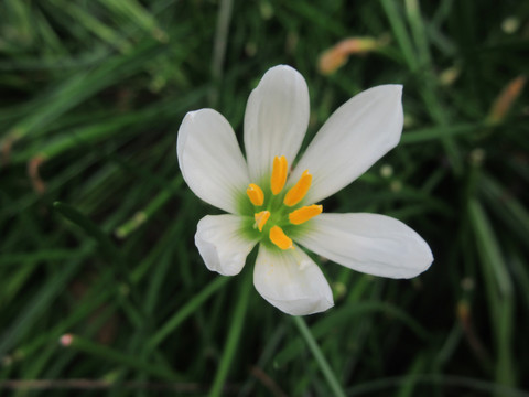 白花菖蒲莲