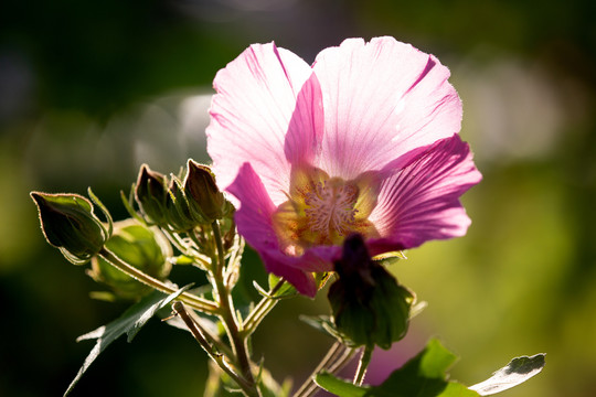 木芙蓉