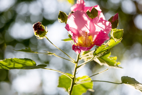 木芙蓉