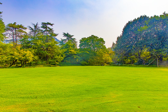 阳光草坪