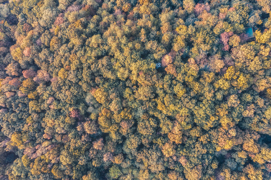 杭州西湖森林植被俯瞰航拍