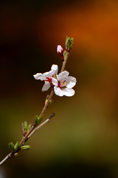 山樱桃花