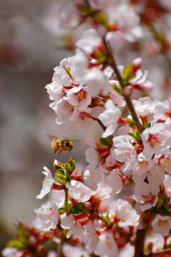 山樱桃花