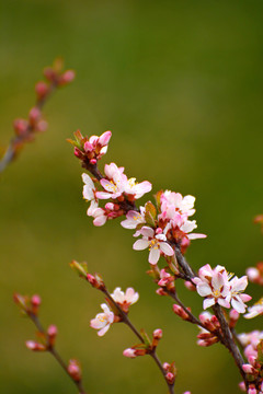 山樱桃花