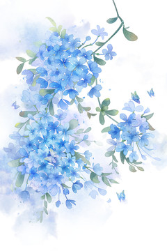 藍雪花