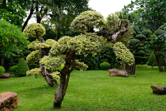 花叶榕