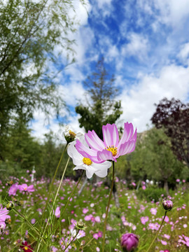 格桑花特写