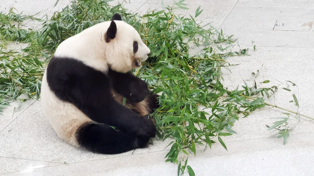 大熊猫吃饭