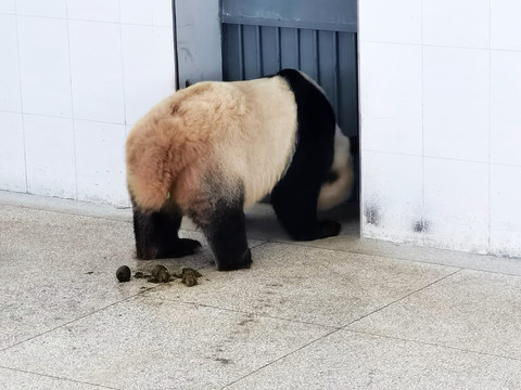 大熊猫排便